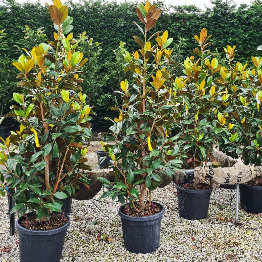 Magnolia grandiflora 'Galissonière' 16-18 EHS